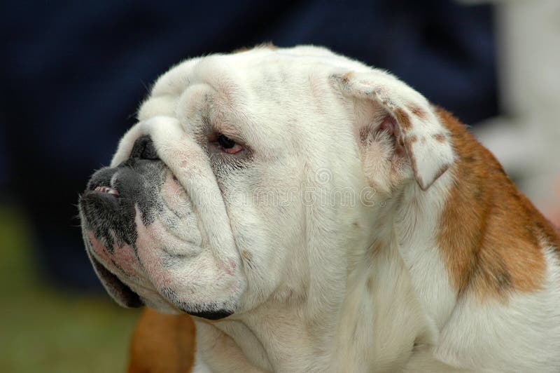 A beautiful English Bulldog dog head portrait with funny expression in the face watching other dogs