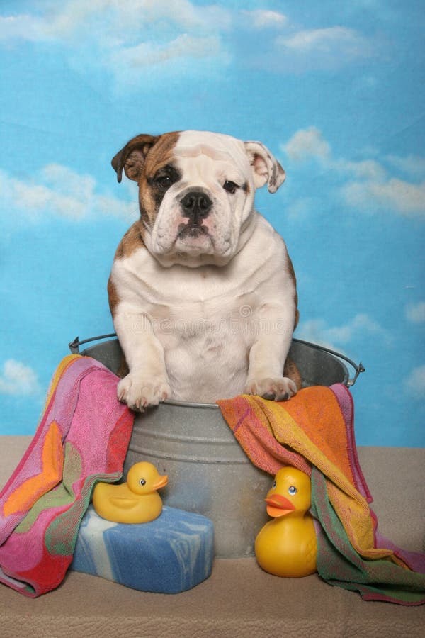 Bulldog in a Bath Tub stock photo. Image of ducks, bucket