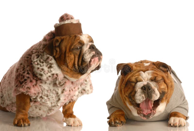 Bulldog bullying stock photo. Image of adorable, face - 8326084