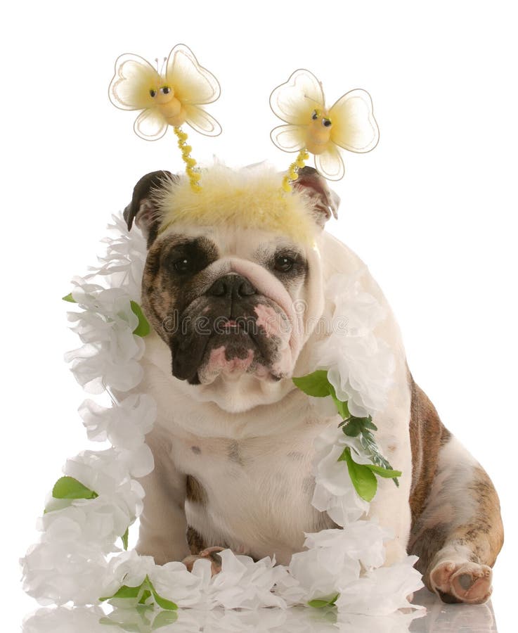 English bulldog wearing fun comical costume. English bulldog wearing fun comical costume