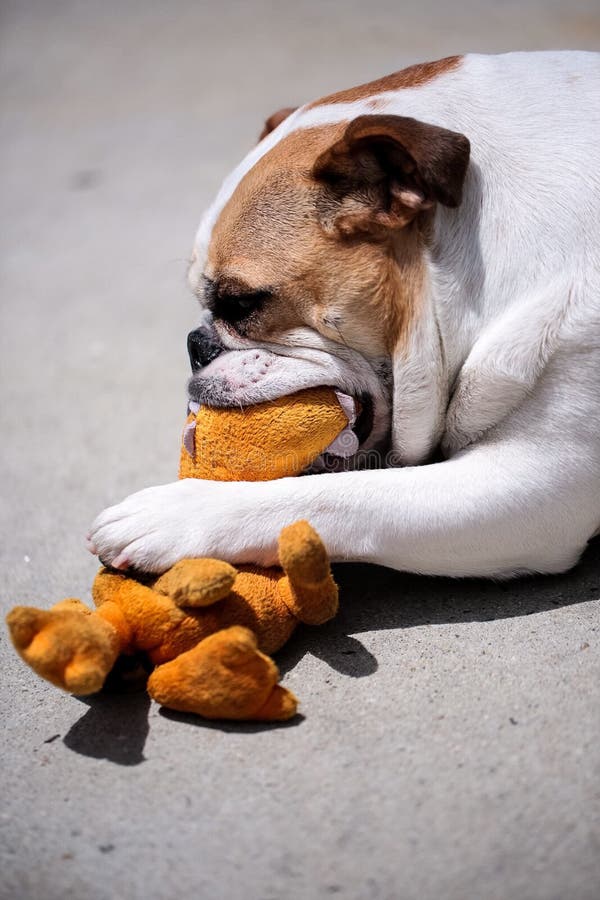 A Bulldog Chewing On Her Chew Toy Stock Photo Image of