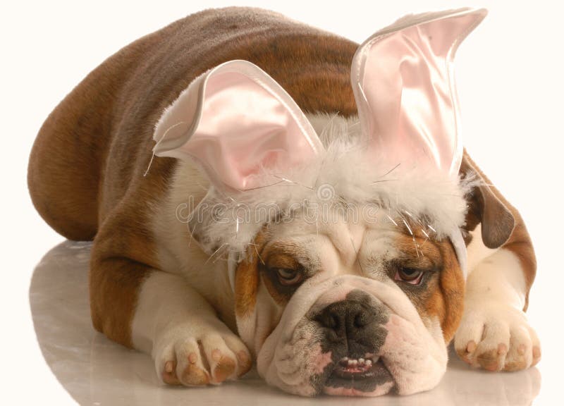 Dog Dressed As Easter Bunny Stock Image Image of soft, haired 6729221