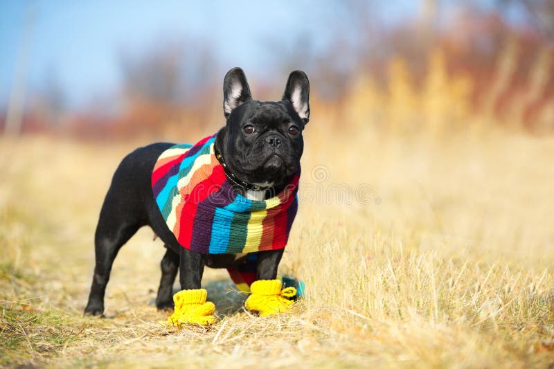 Bulldog francese immagine stock
