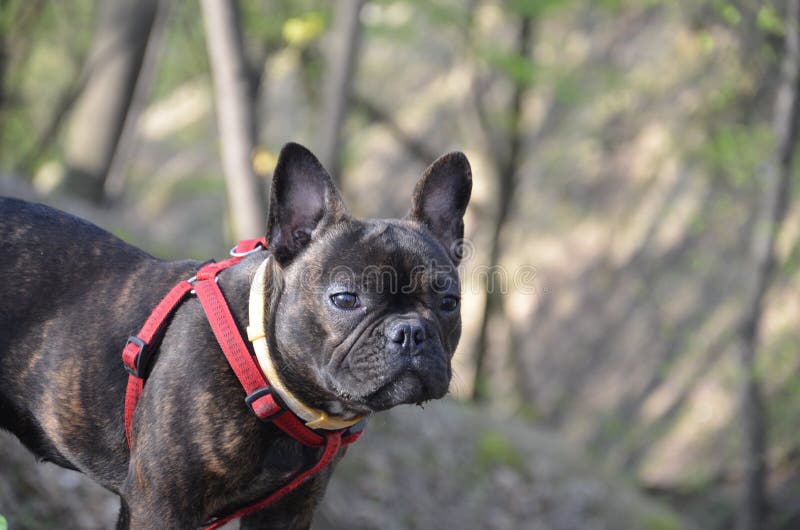 bulldog francese divertente del cucciolo immagine stock bulldog francese divertente del cucciolo immagine stock