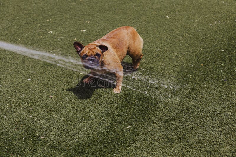 Bulldog francese marrone divertente che gioca con acqua che viene dal tubo flessibile al giardino Aria aperta di divertimento e c fotografia stock libera da diritti Bulldog francese marrone divertente che gioca con acqua che viene dal tubo flessibile al giardino Aria aperta di divertimento e c fotografia stock libera da diritti