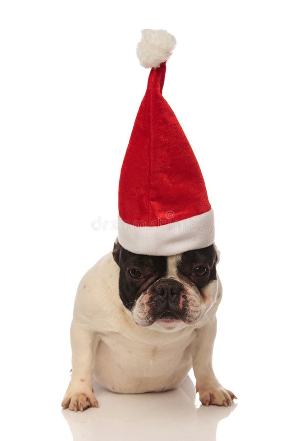 Bulldog francese messo che indossa un cappuccio diritto di Santa immagini stock libere da diritti Bulldog francese messo che indossa un cappuccio diritto di Santa immagini stock libere da diritti