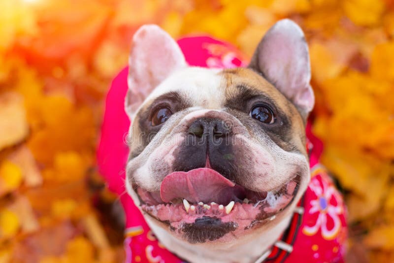 Bulldog francese nelle foglie d'autunno Sorridi Cane in tuta per una passeggiata nel parco immagini stock libere da diritti Bulldog francese nelle foglie d'autunno Sorridi Cane in tuta per una passeggiata nel parco immagini stock libere da diritti