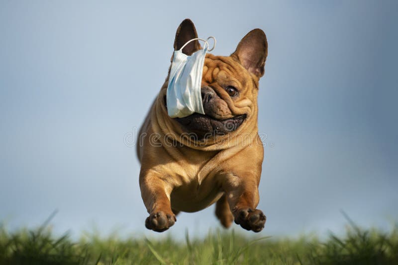 Bulldog francez aleargă în parc cu o mască de dinți după o pandemie royalty free stock images