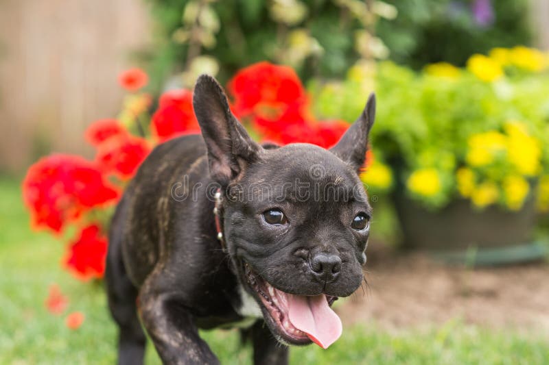 Bulldog francez în parc royalty free stock images