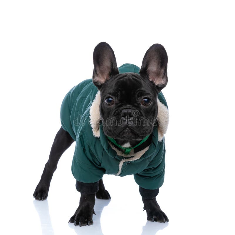 Bulldog francés vistiendo traje verde fresco y posando fotografía de archivo