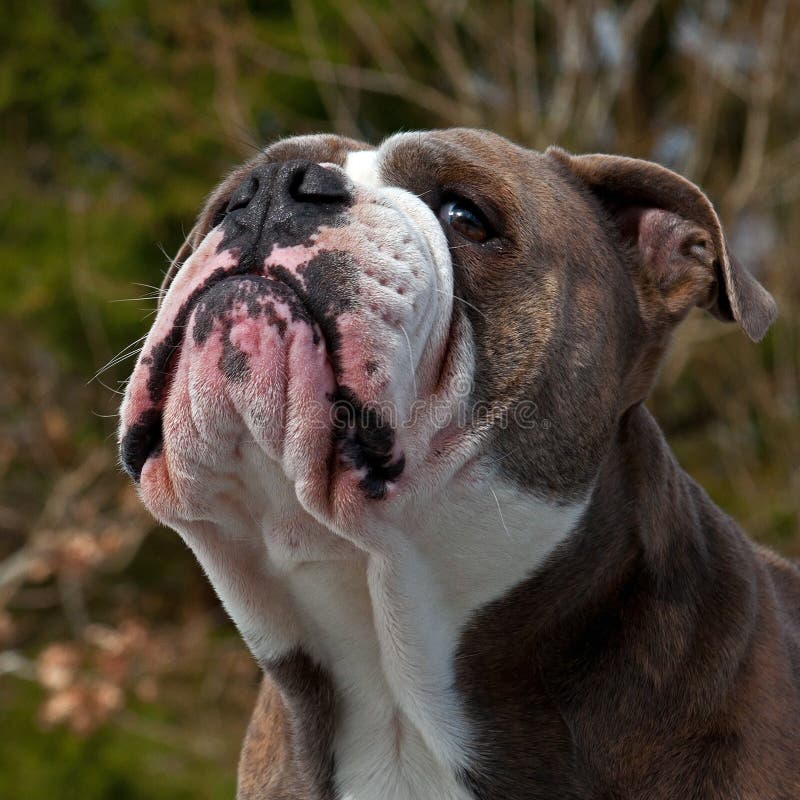 Bulldog with a Funny and Sour Expression Stock Image - Image of surprised, animals: 120189279
