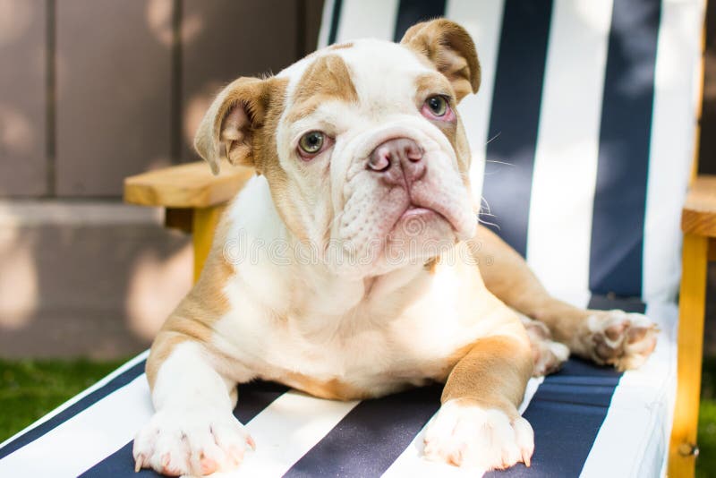Bulldog inglese immagine stock libera da diritti Bulldog inglese immagine stock libera da diritti