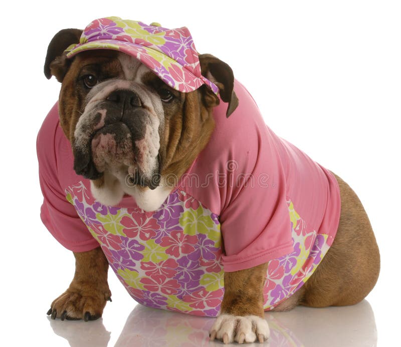 Bulldog inglese femminile immagine stock libera da diritti Bulldog inglese femminile immagine stock libera da diritti