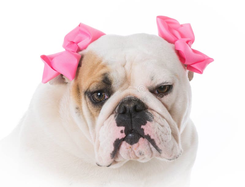 Bulldog inglese femminile immagine stock Bulldog inglese femminile immagine stock