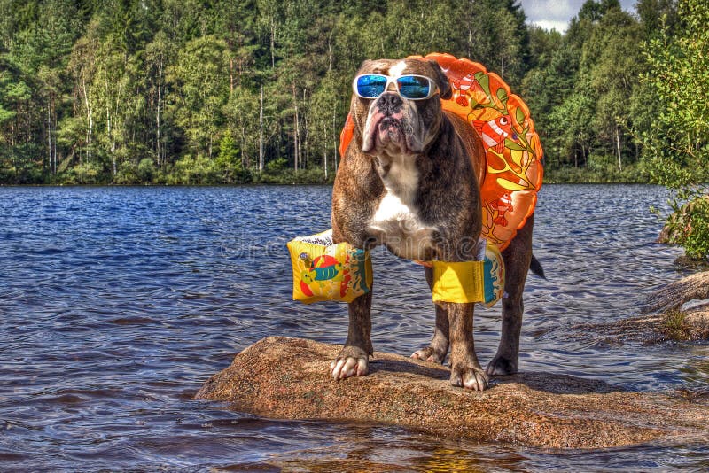 Olde English bulldog visí na jazere s plavecký krúžok, ruky floaties a slnečné okuliare v HDR.