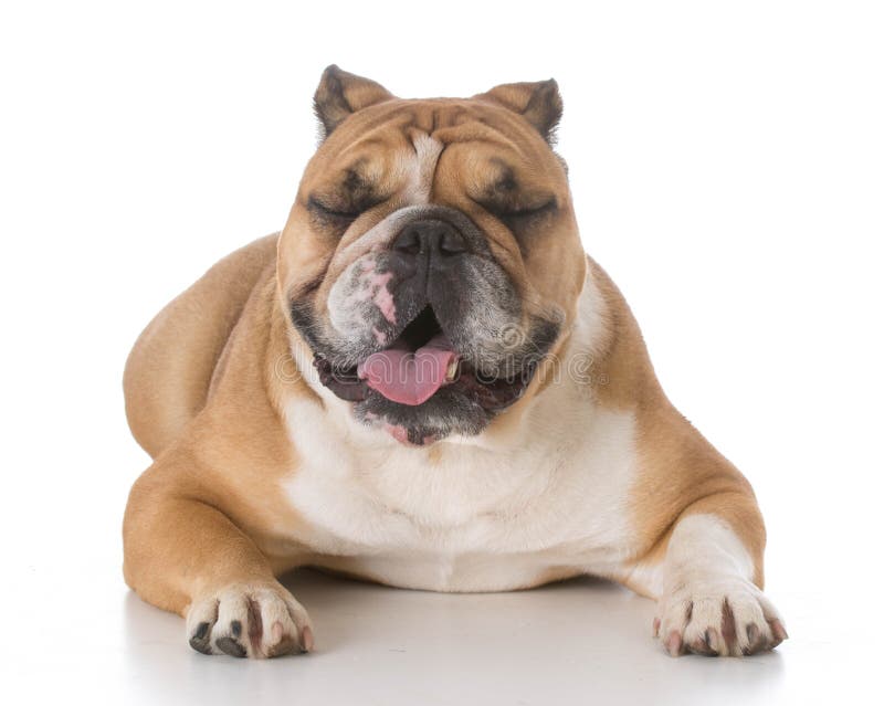 Bulldog laying down stock photo. Image of bored, domestic - 22000744