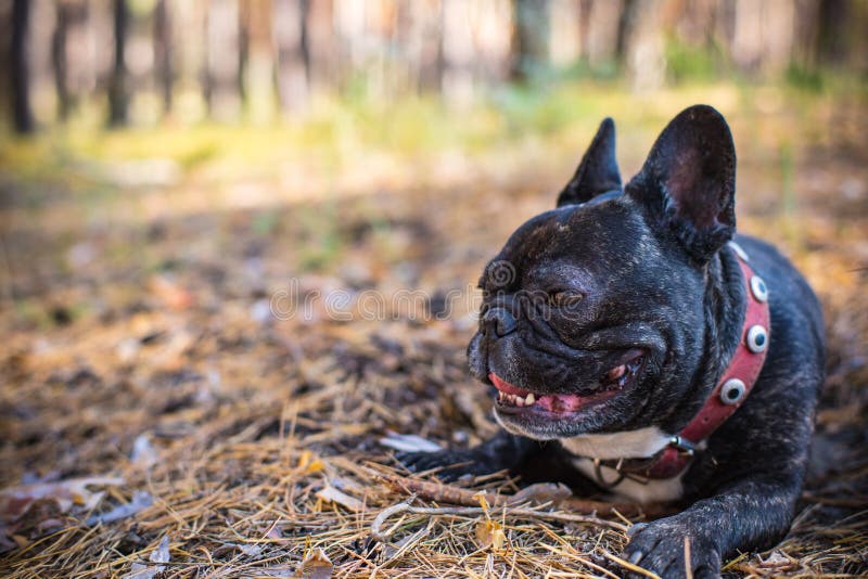 Bulldog nella foresta fotografia stock libera da diritti Bulldog nella foresta fotografia stock libera da diritti
