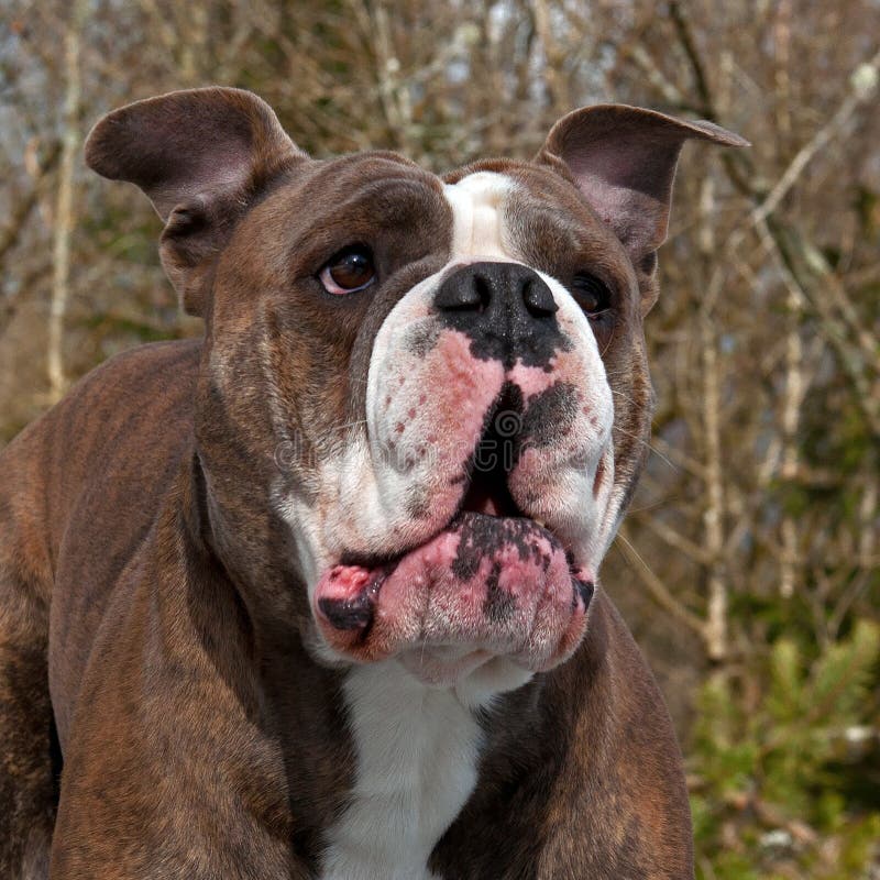 Bulldog with open mouth and a funny expression. Bulldog with open mouth and a fun and surprised expression royalty free stock photo Bulldog with open mouth and a funny expression. Bulldog with open mouth and a fun and surprised expression royalty free stock photo