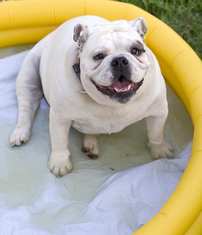 Bulldog in Pool