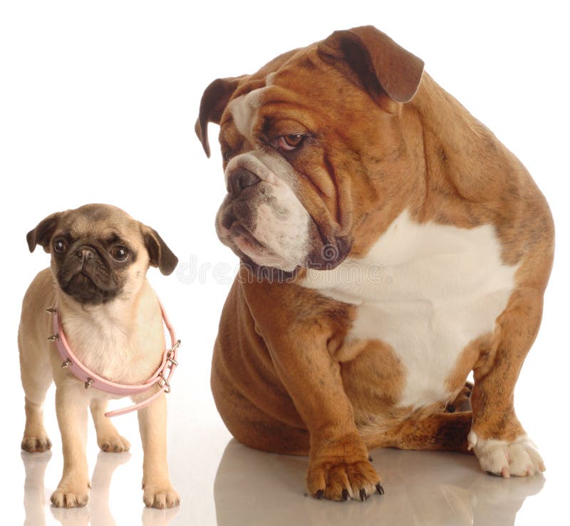 Bulldog and pug puppy stock photo. Image of hope, character - 7056086