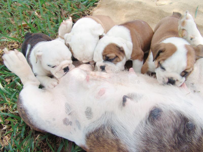 Bulldog Babies Photos Free Royalty Free Stock Photos From Dreamstime