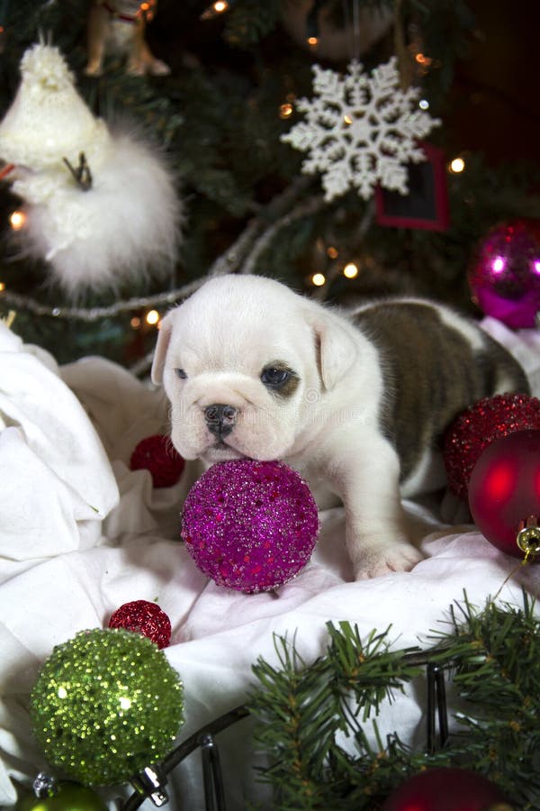 English Bulldog puppy with ornament