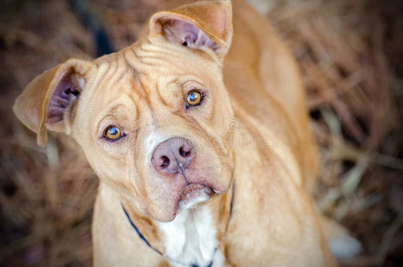 Bulldog Shar Pei Mixed Breed Adoption Portrait royalty free stock photography Bulldog Shar Pei Mixed Breed Adoption Portrait royalty free stock photography