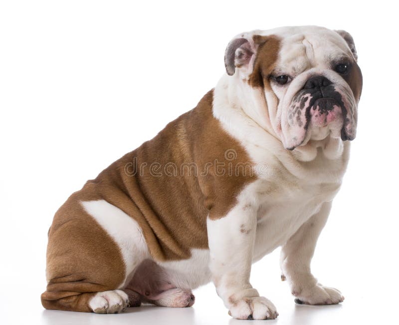 Bulldog sitting stock photo. Image of white, paws, purebred - 51875878