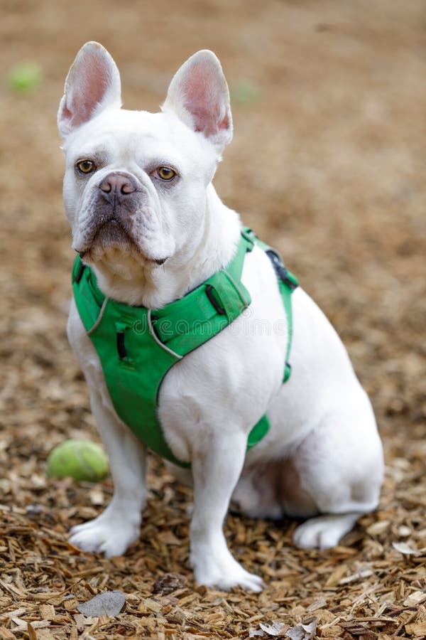 Bulldog und Boston Terrier 75/25 Mix-Mann lizenzfreie stockbilder Bulldog und Boston Terrier 75/25 Mix-Mann lizenzfreie stockbilder