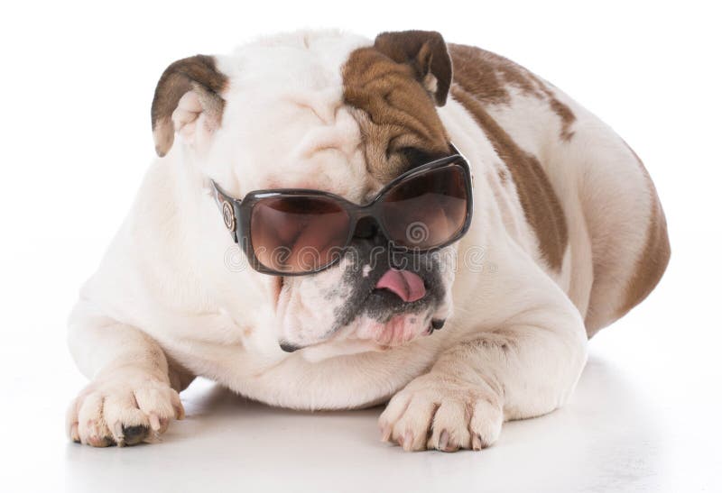 285 Bulldog Wearing Sunglasses Photos Free & RoyaltyFree Stock
