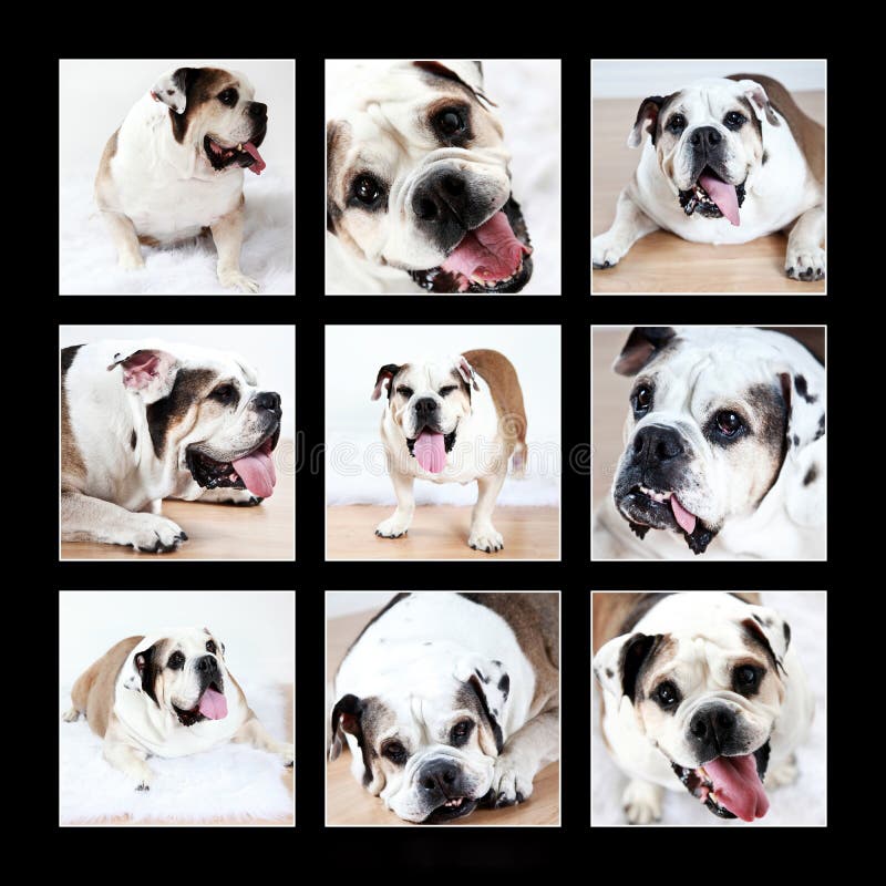 bulldoggcollage arkivfoto bulldoggcollage arkivfoto