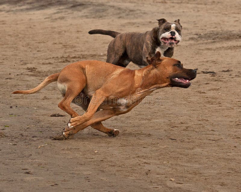 Bulldogge und Terrier trafen 2 lizenzfreies stockbild Bulldogge und Terrier trafen 2 lizenzfreies stockbild