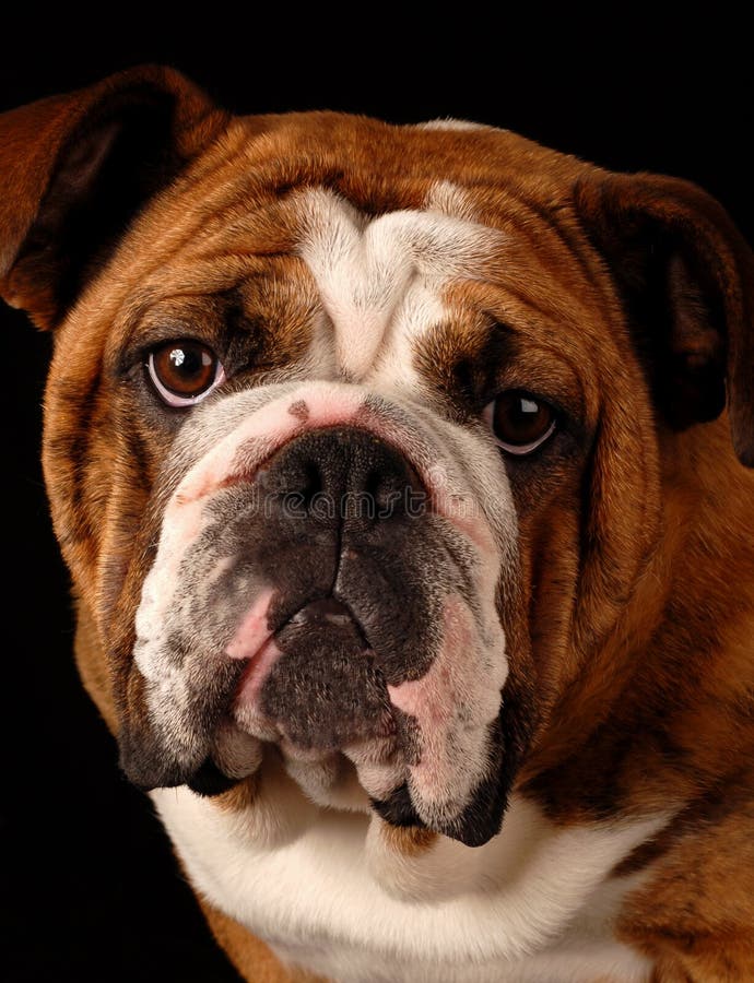 bulldoggengelska royaltyfri foto bulldoggengelska royaltyfri foto