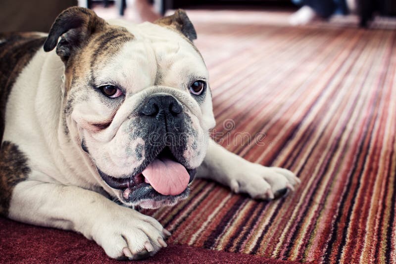 Bullet - English Bulldog stock photo. Image of bulldog - 79428422