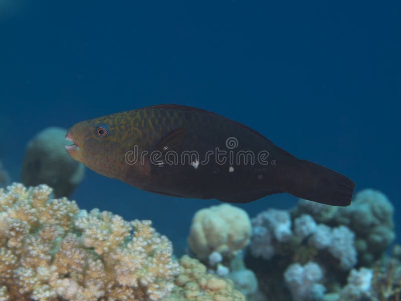 Bullethead parrotfish stock image. Image of sordidus - 31524601
