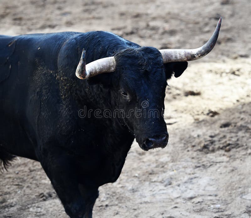 bullfight fotografía de archivo bullfight fotografía de archivo