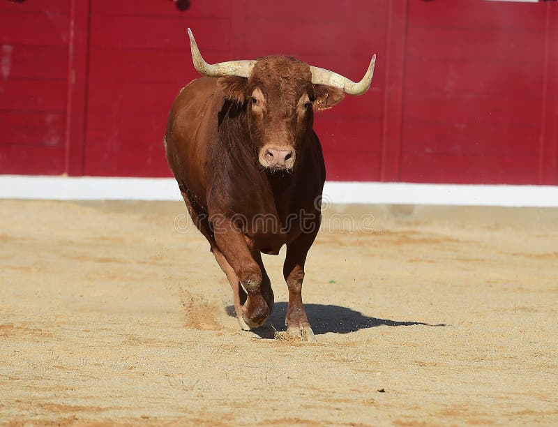 bullfight fotografía de archivo libre de regalías bullfight fotografía de archivo libre de regalías