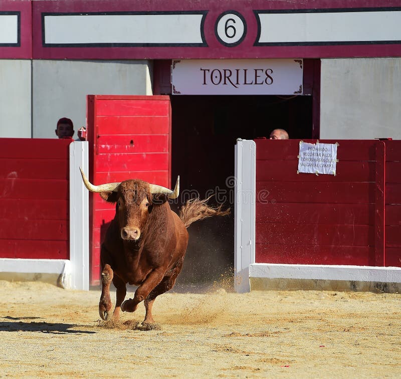 bullfight imagenes de archivo bullfight imagenes de archivo