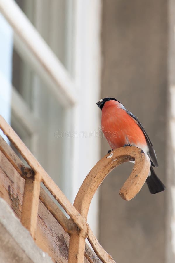 Bullfinch