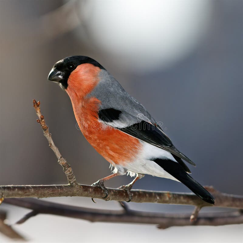 Bullfinch