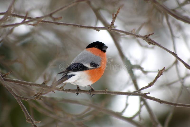 Bullfinch