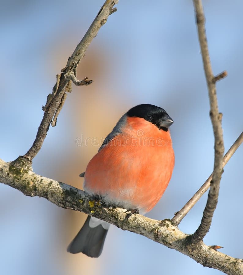 Bullfinch euroasiatico (pyrrhula del Pyrrhula) immagini stock Bullfinch euroasiatico (pyrrhula del Pyrrhula) immagini stock