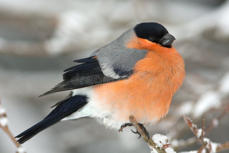 Bullfinch, maschio (pyrrhula del Pyrrhula) immagine stock libera da diritti Bullfinch, maschio (pyrrhula del Pyrrhula) immagine stock libera da diritti
