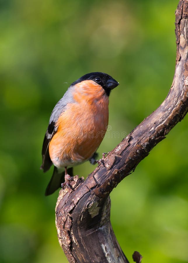 220 British Bullfinch Stock Photos Free & RoyaltyFree Stock Photos