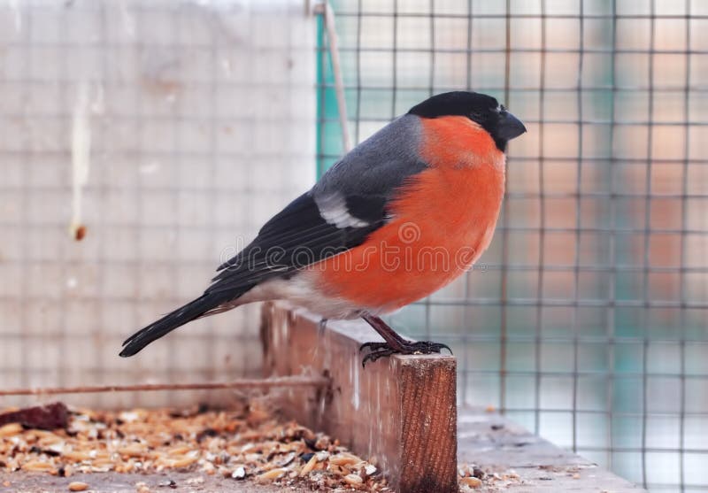 Bullfinch with Red Plumage Closeup from Right Stock Image Image of