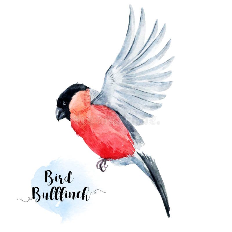 Bullfinch акварели нарисованный рукой иллюстрация штока Bullfinch акварели нарисованный рукой иллюстрация штока