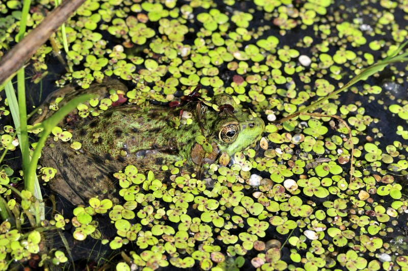 Bullfrog stock image. Image of nature, amphibian, swamp 14521649