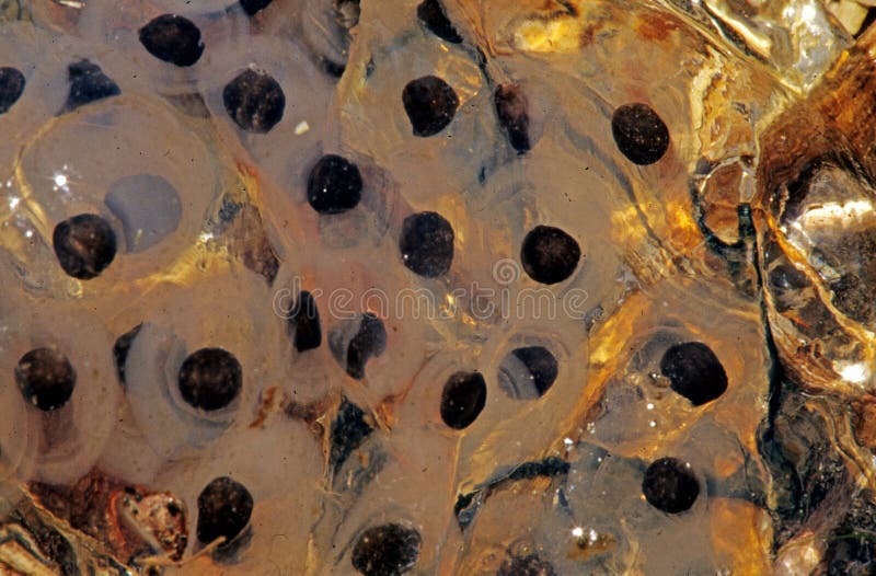 gellatinous cluster American Bullfrog Eggs in pond , Rana Catesbeiana, upstate rural New York Summer, eggs hatch and develop into tadpoles. gellatinous cluster American Bullfrog Eggs in pond , Rana Catesbeiana, upstate rural New York Summer, eggs hatch and develop into tadpoles