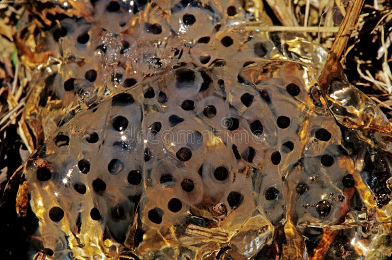 gellatinous cluster American Bullfrog Eggs in pond , Rana Catesbeiana, upstate rural New York Summer, eggs hatch and develop into tadpoles. gellatinous cluster American Bullfrog Eggs in pond , Rana Catesbeiana, upstate rural New York Summer, eggs hatch and develop into tadpoles