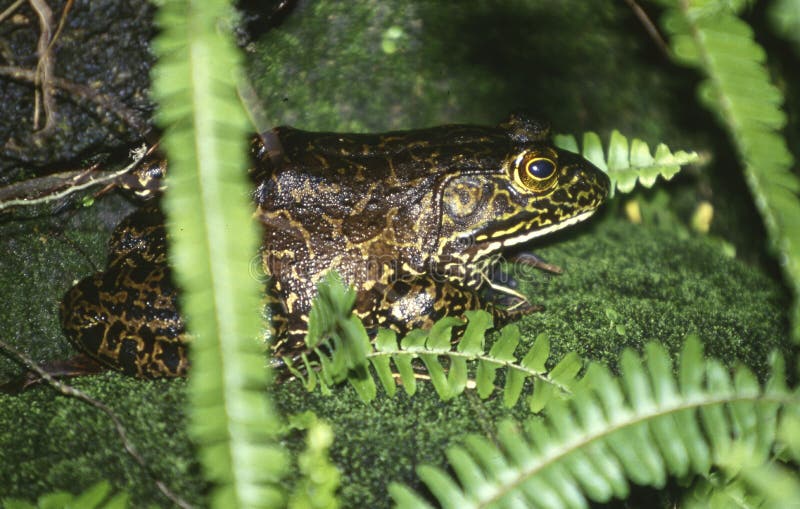 Bullfrog in a Florida Fishpond Stock Photo Image of surface, ripple